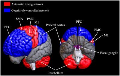Sensorimotor Synchronization in Healthy Aging and Neurocognitive Disorders